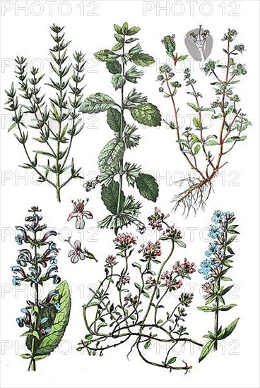 Summer savory