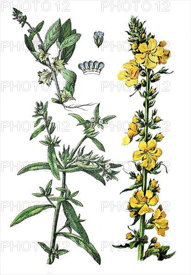 Lithospermum arvense