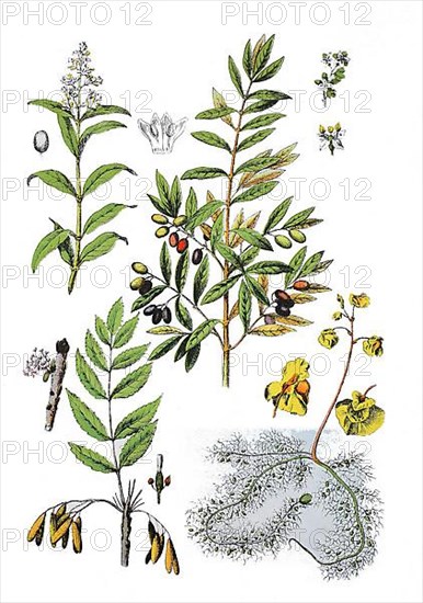 Common privet