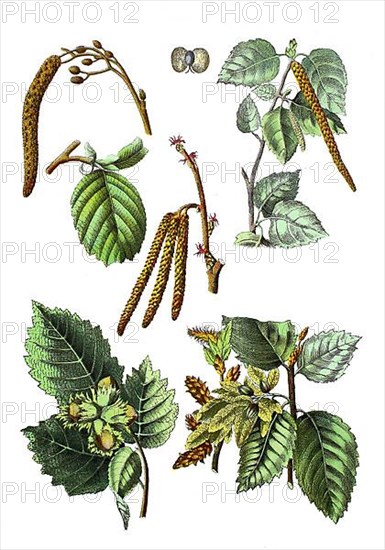 Black alder