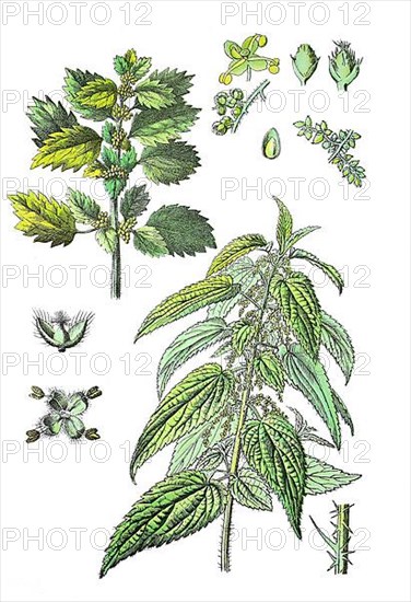 Large stinging nettle