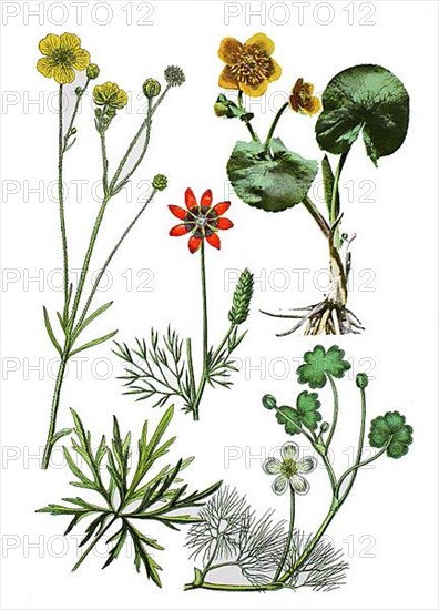 Ranunculus acris