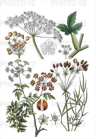 Meadow hogweed also common hogweed