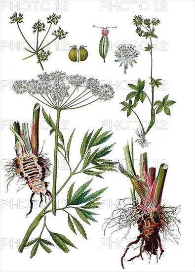 Water hemlock