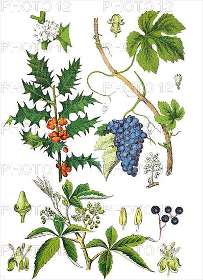 European Holly