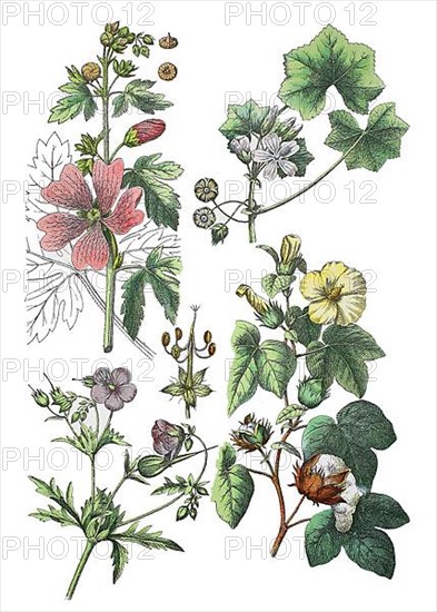 Rose mallow