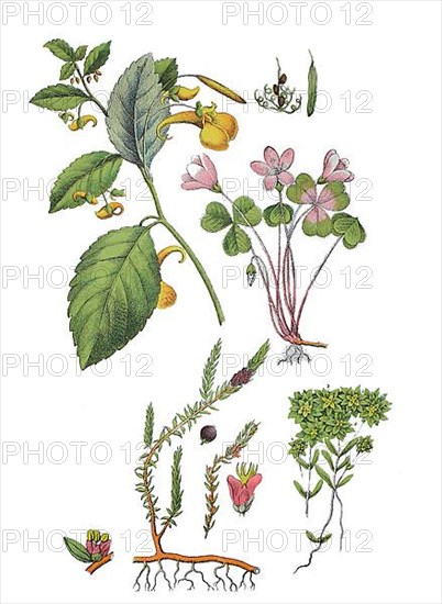 Greater Himalayan balsam