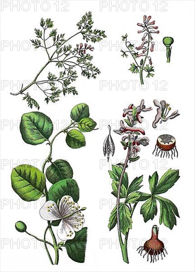 Fumaria officinalis