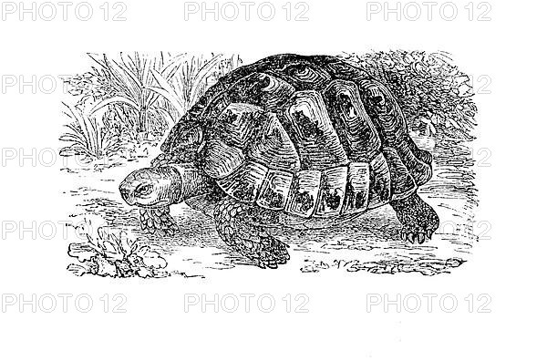 Common Tortoise