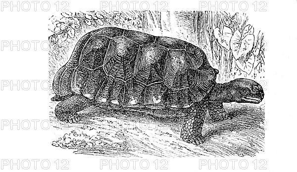 Yellow-footed tortoise