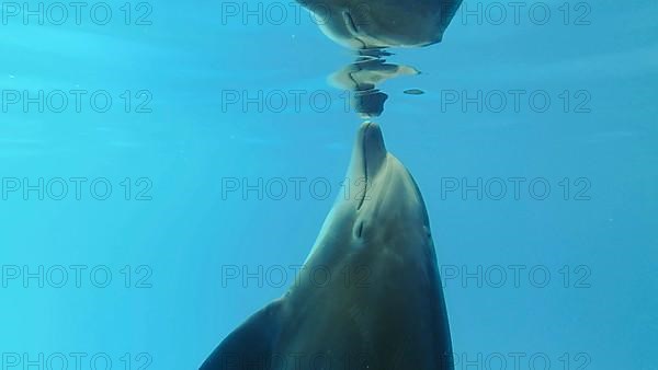 Bottlenose Dolphins plays with its reflection under surface of the blue water. Odessa