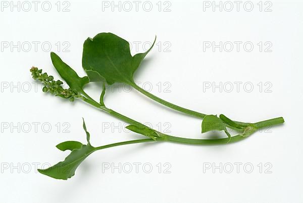 Baikal hellebore