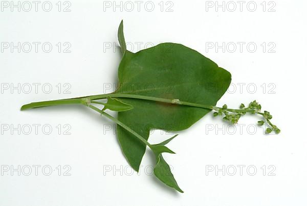 Baikal hellebore