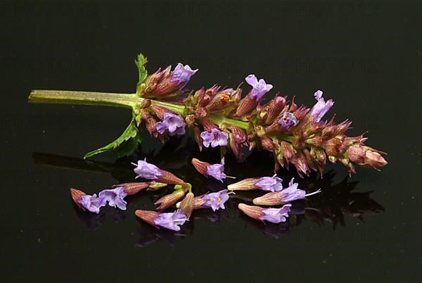 East Asian Giant Hyssop