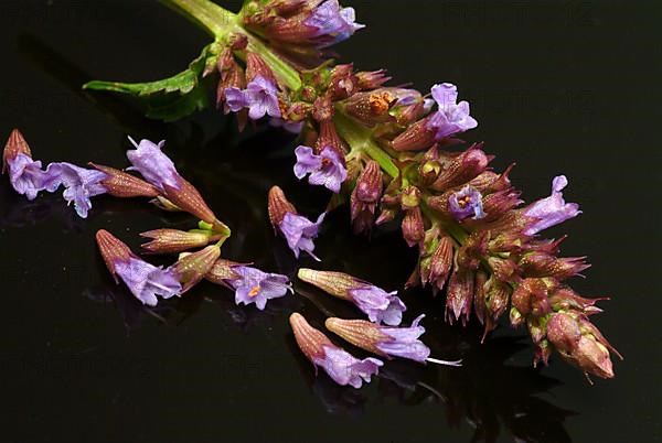 East Asian Giant Hyssop