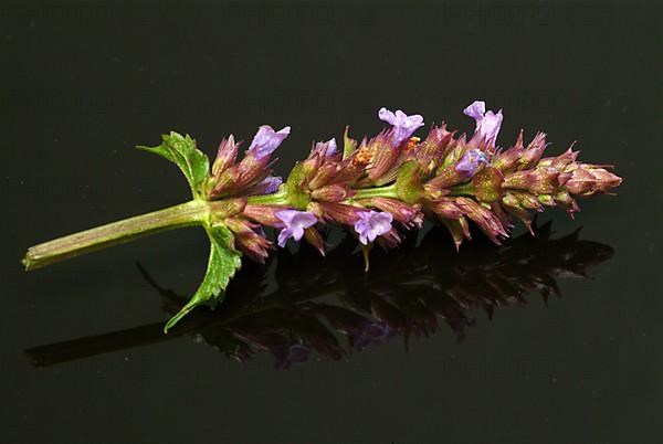 East Asian Giant Hyssop