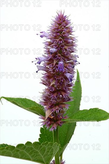 East Asian Giant Hyssop