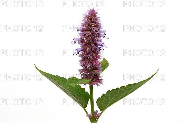 East Asian Giant Hyssop