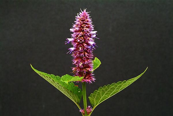 East Asian Giant Hyssop