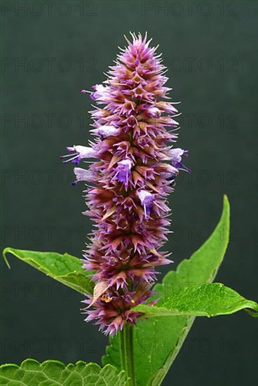 East Asian Giant Hyssop