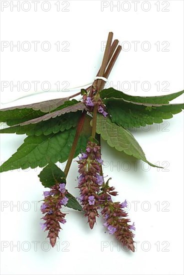 East Asian Giant Hyssop