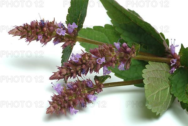 East Asian Giant Hyssop