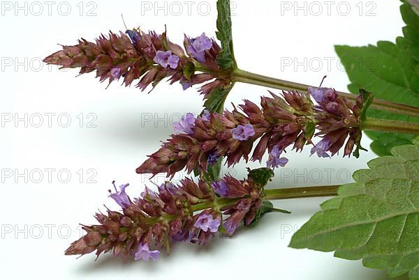 East Asian Giant Hyssop