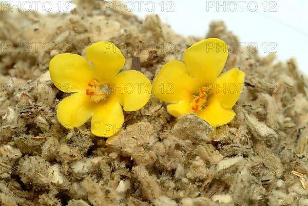 Dense-flowered mullein