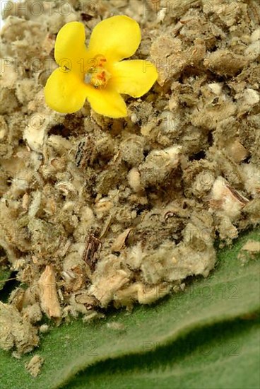 Dense-flowered mullein