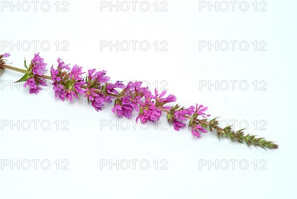 Common loosestrife
