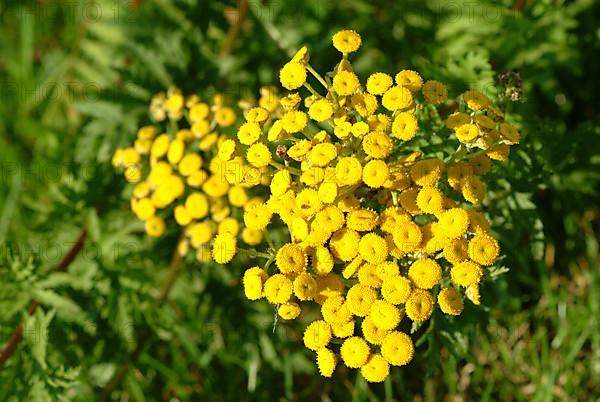 Tansy