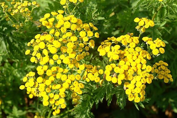 Tansy