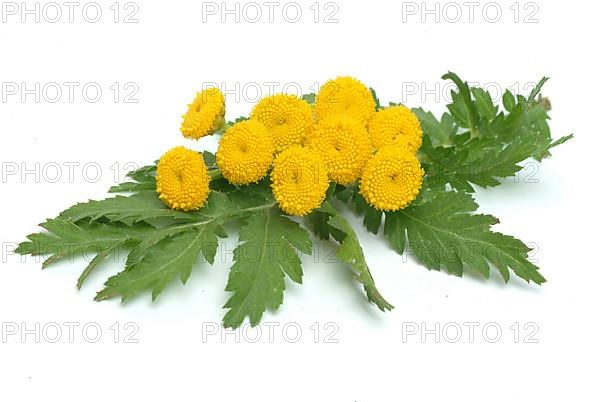 Tansy