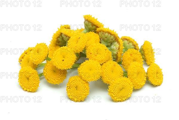 Tansy