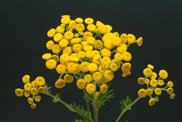 Tansy