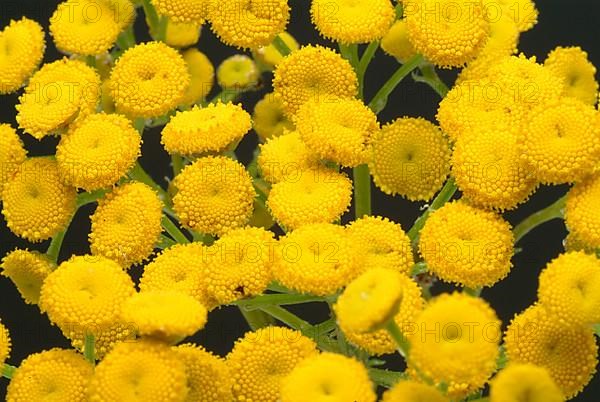 Tansy