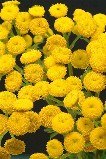 Tansy