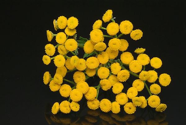 Tansy