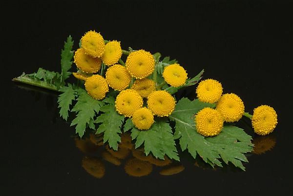 Tansy