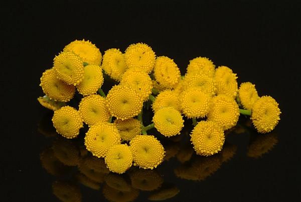 Tansy