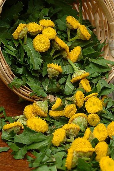 Tansy