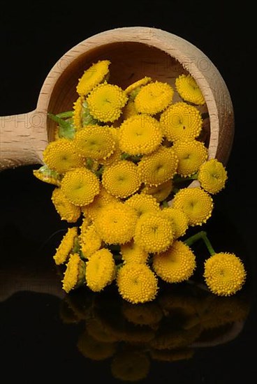 Tansy