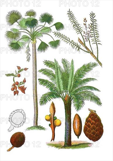 Fruit-bearing branch of the oil palm