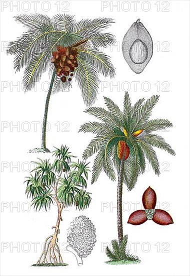 Coconut palm