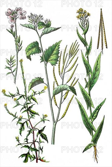 Meadow foamwort