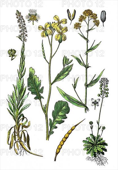 Dyer's woad