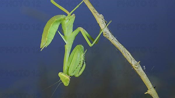 Close-up of green praying mantis sitting on bush branch and looks at on camera on blue sky background. Odessa