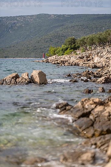 Coastline with rocks and olive