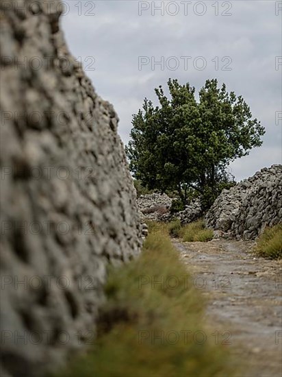 Path between dry stone walls and common lavender