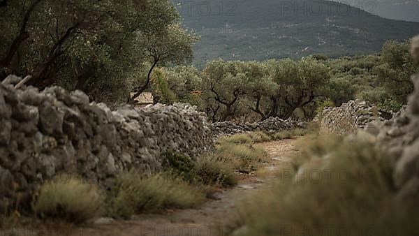 Path between dry stone walls and common lavender